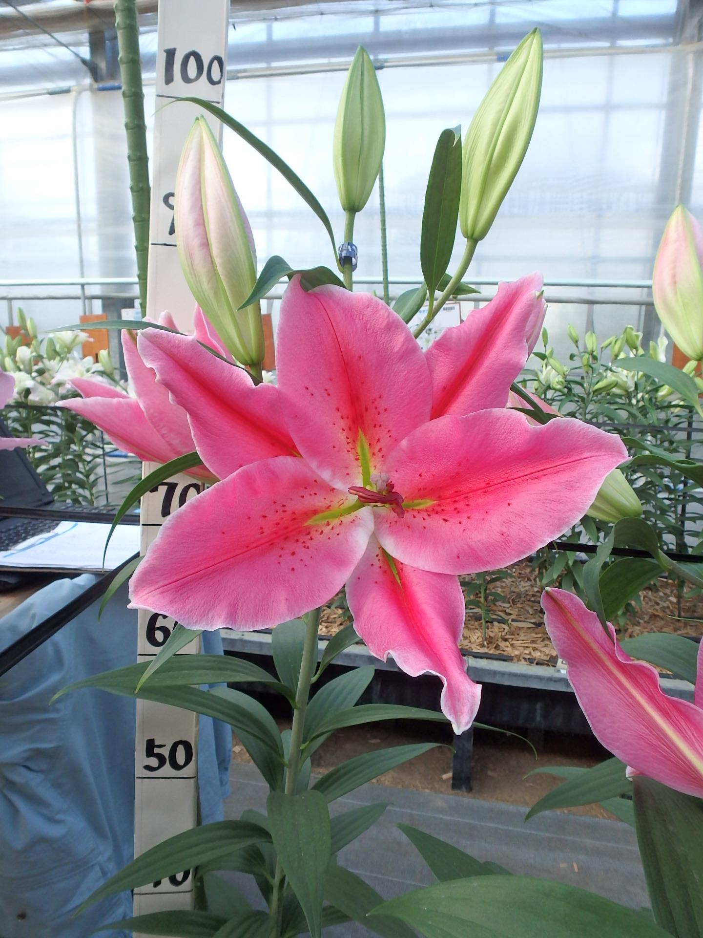 ベストリガーズ(花粉無し)